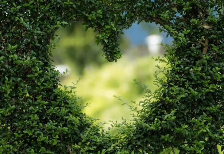 En grønn busk med et hull formet som et hjerte
