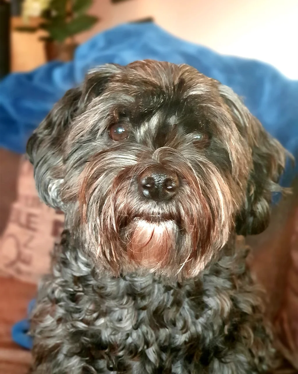 Portrettbilde av sort bichon havanaise